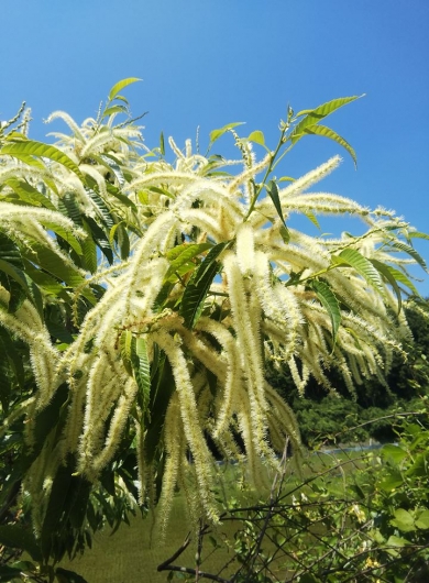 栗の花ってどんな感じ 見た目や時期 においなど書いてみます 年6月山口県美祢市厚保 いなだ栗農園 山口アグリカンパニーいなだ栗農園 厚保栗 竹
